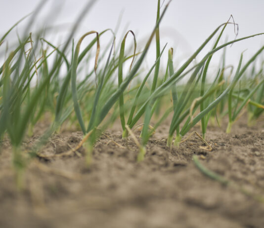 Stan plantacji i pierwsze zabiegi na plantacjach cebuli zimującej (komunikat warzywniczy 27 marca 2025) Cebule zimujące marzec 2025