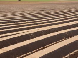 Marchew #profesjonalnie (cz. I) – zabiegi na etapie przygotowania redlin i siewu