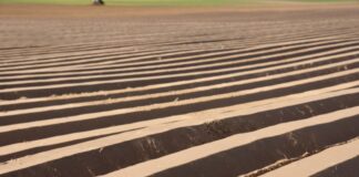 Marchew #profesjonalnie (cz. I) – zabiegi na etapie przygotowania redlin i siewu