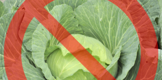 Kapusta z Macedonii Północnej zatrzymana przez IJHARS Kapusta z Macedonii