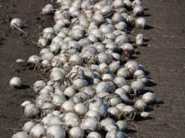 Cebula biała i warunki jej uprawy cebula biała, cebula czosnkowa, uprawa, odmiana, kiedy sadzić, nasiona