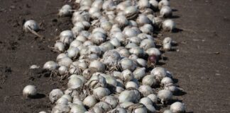 Cebula biała i warunki jej uprawy cebula biała, cebula czosnkowa, uprawa, odmiana, kiedy sadzić, nasiona