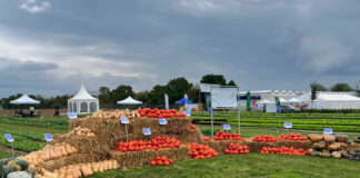 Nie tylko hokkaido…