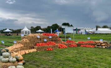 Nie tylko hokkaido…