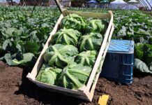 Priorytety w hodowli kapustnych: odporność i mechanizacja zbioru kapustnych, uprawa wczesnej kapusty, kapusta wczesna