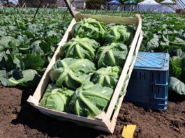 Priorytety w hodowli kapustnych: odporność i mechanizacja zbioru kapustnych, uprawa wczesnej kapusty, kapusta wczesna