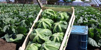 Uprawa wczesnej kapusty w tunelach – wsparcie rozsady i procesów fotosyntezy uprawa wczesnej kapusty, kapusta wczesna