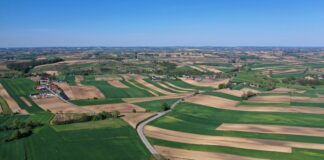 Niedobór potasu u roślin – przyczyny, skutki, jak uzupełnić? Acetamipryd, rolnictwo regeneratywne