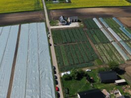 Nowe odmiany kapust i kalafiora na wczesny zbiór odmiany kapust, odmiany kapust na wczesny zbiór, kalafior wczesny