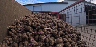 Kiedy najlepiej sadzić ziemniaki? Czy zaprawiać i czym zaprawiać? Sadzenie ziemniaków