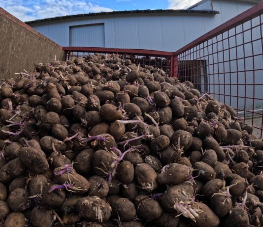 Kiedy najlepiej sadzić ziemniaki? Czy zaprawiać i czym zaprawiać? Sadzenie ziemniaków