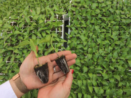 Nowoczesna produkcja rozsady papryki w Grupie Krasoń (Papryka #ShelfLife)