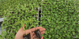 Nowoczesna produkcja rozsady papryki w Grupie Krasoń (Papryka #ShelfLife)