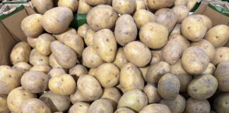Ceny ziemniaków (16.04.2025) – krajowe i importowane ceny ziemniaków