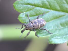Jak zwalczyć opuchlaki? Sposoby radzenia sobie z tymi szkodnikami