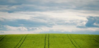 Saletra czy saletrzak na wiosnę?