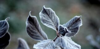 Złe wieści dla producentów: w weekend mróz i śnieżyce! W tych rejonach będzie najzimniej