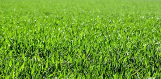 Jak i kiedy siać trawę? Najlepsze pory do siania trawy kiedy siać trawę, kiedy sieje się trawe, wysiew trawy, wysiew trawy a przymrozki, kiedy zakładać trawnik, kiedy można siać trawę na wiosnę, posiana trawa a przymrozki, ile rośnie trawa,