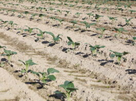 Stymulacja wzrostu roślin po okresie chłodów