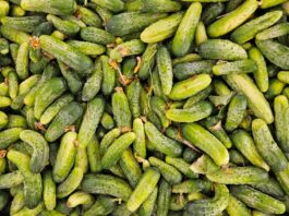 Popularne odmiany ogórków gruntowych 2025