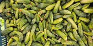 Popularne odmiany ogórków gruntowych 2025