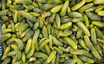 Popularne odmiany ogórków gruntowych 2025