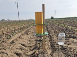 Śmietka kapuściana w sezonie 2025. Czy już konieczne zwalczanie?