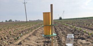 Śmietka kapuściana w sezonie 2025. Czy już konieczne zwalczanie?