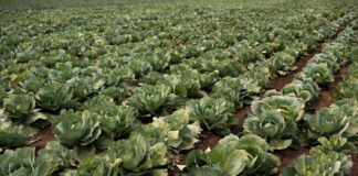 Młoda kapusta – kiedy? Siew i zbiór
