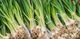 Kiedy sadzić cebulę dymkę? Ile jej wystarczy na hektar?