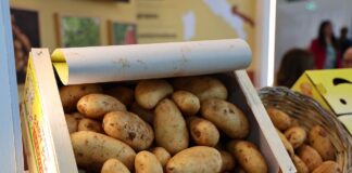 Innowacje w uprawie ziemniaków na Macfrut 2025