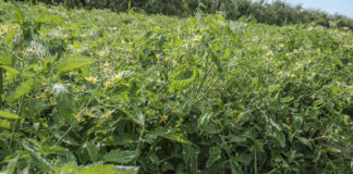 Pomidory gruntowe do przemysłu – zalecenia na sezon 2025