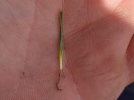 Zgorzel siewek cebuli na plantacjach. Siewka cebuli z objawami zgorzeli siewek