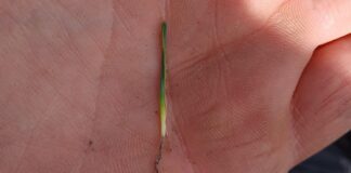 Zgorzel siewek cebuli na plantacjach. Siewka cebuli z objawami zgorzeli siewek