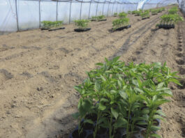 Jak ograniczyć stres papryki po posadzeniu rozsady do tunelu? Papryka #ShelfLife