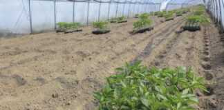 Jak ograniczyć stres papryki po posadzeniu rozsady do tunelu? Papryka #ShelfLife