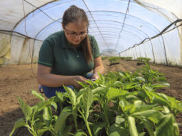 Lustracja – fundament skutecznej ochrony biologicznej (Papryka #ShelfLife)