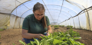 Lustracja – fundament skutecznej ochrony biologicznej (Papryka #ShelfLife)