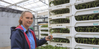 Mocny korzeń to podstawa. To decyduje o jakości profesjonalnej rozsady!