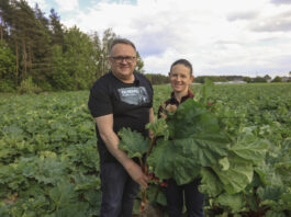 Plantatorzy z południowego Mazowsza: Czas na rabarbar