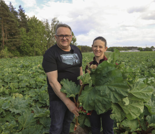 Plantatorzy z południowego Mazowsza: Czas na rabarbar