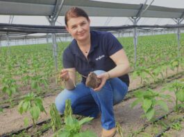 Choroby papryki: fytoftoroza czy zgnilizna twardzikowa? Diagnoza z dr hab. Katarzyną Rębarz