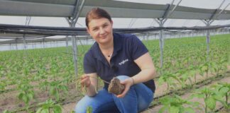 Choroby papryki: fytoftoroza czy zgnilizna twardzikowa? Diagnoza z dr hab. Katarzyną Rębarz