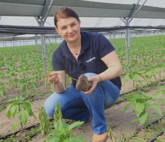 Choroby papryki: fytoftoroza czy zgnilizna twardzikowa? Diagnoza z dr hab. Katarzyną Rębarz