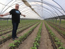 Papryka #Shelf Life. To będzie przyszłość uprawy na południowym Mazowszu