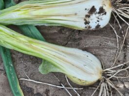 Bakteriozy na cebuli zimówce. Czym chronić?