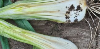 Bakteriozy na cebuli zimówce. Czym chronić?