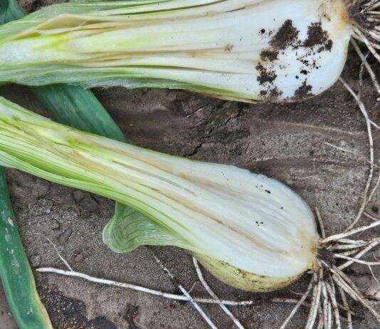 Bakteriozy na cebuli zimówce. Czym chronić?