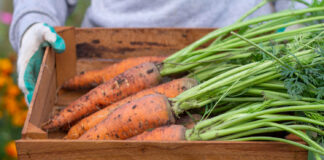 Jak rozpoznać zgniliznę marchwi? Czarna marchewka Jak rozpoznać zgniliznę marchwi
