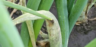 Mączniak rzekomy już na cebuli (28.05.2025)